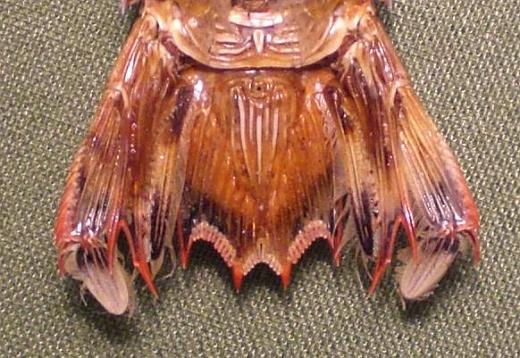 carinosquilla balicasag T.F.C. AS6 and telson ventral view.JPG